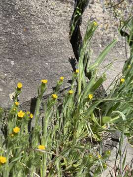 Image of tarweed fiddleneck