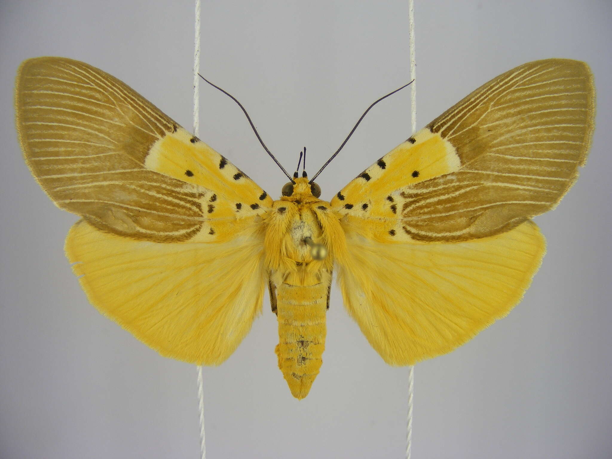 Image of Asota speciosa Drury 1773