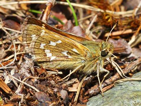 Image of Hesperia comma laurentina Lyman 1892