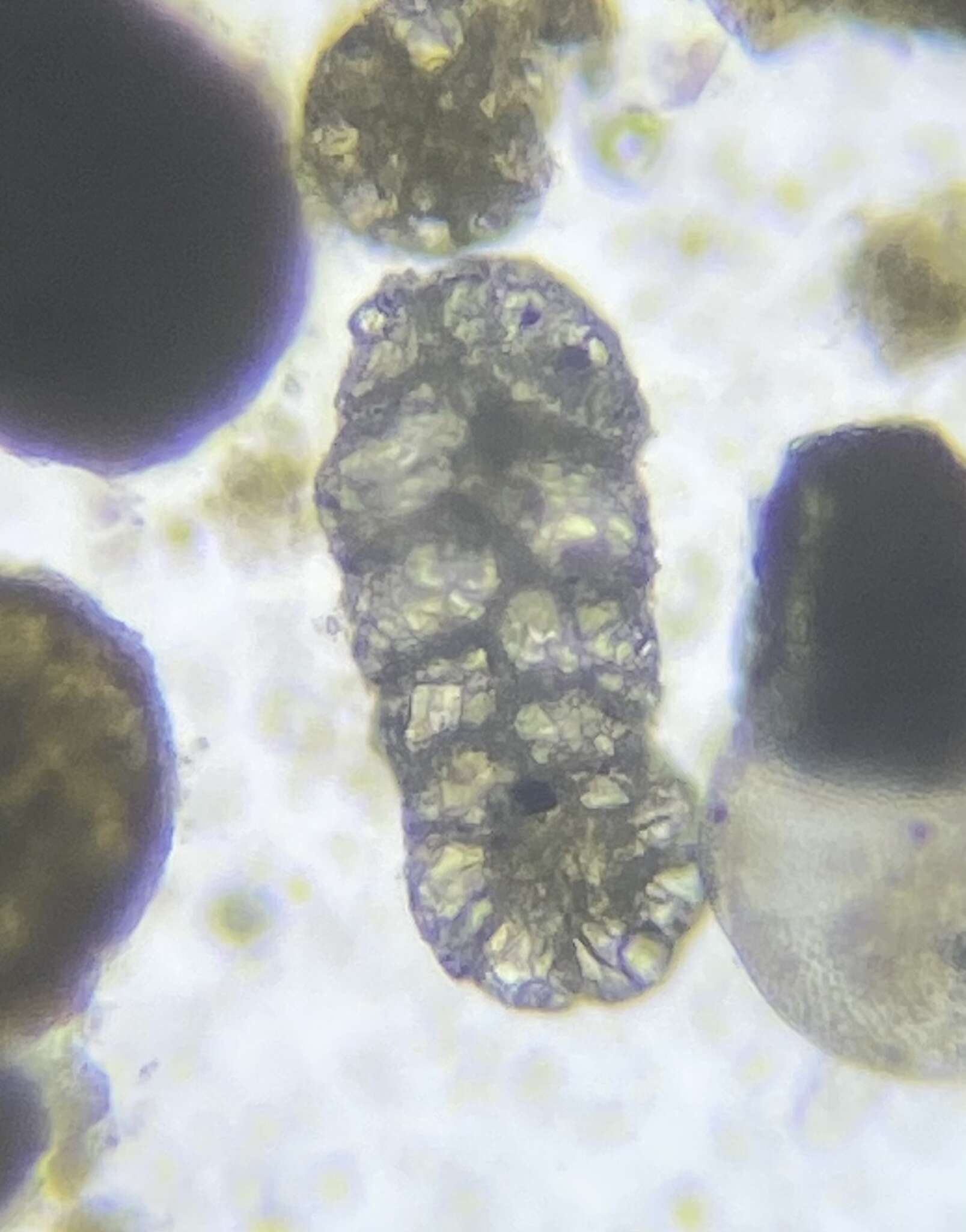 Image of Spiroplectinella Kisel'man 1972