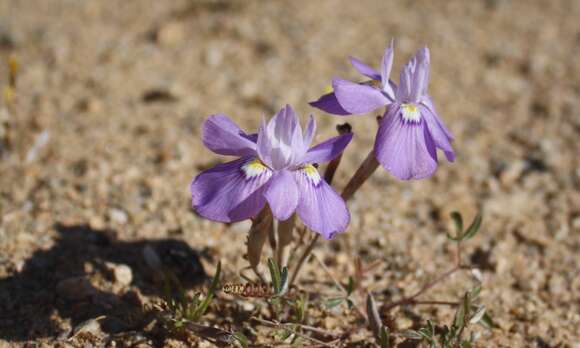 Image of Moraea tortilis Goldblatt