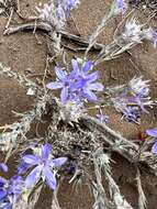 Imagem de Eriastrum densifolium subsp. patens (Hoover) S. J. De Groot