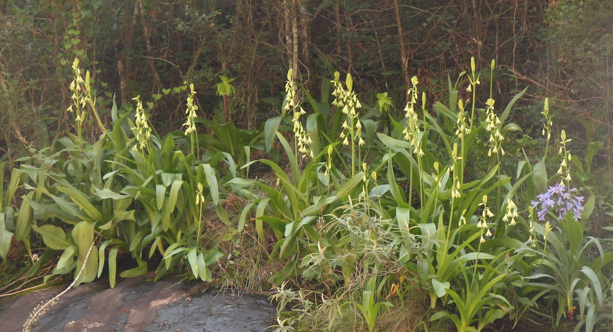 Image of Ornithogalum regale (Hilliard & B. L. Burtt) J. C. Manning & Goldblatt