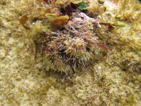 Image of Collector urchin