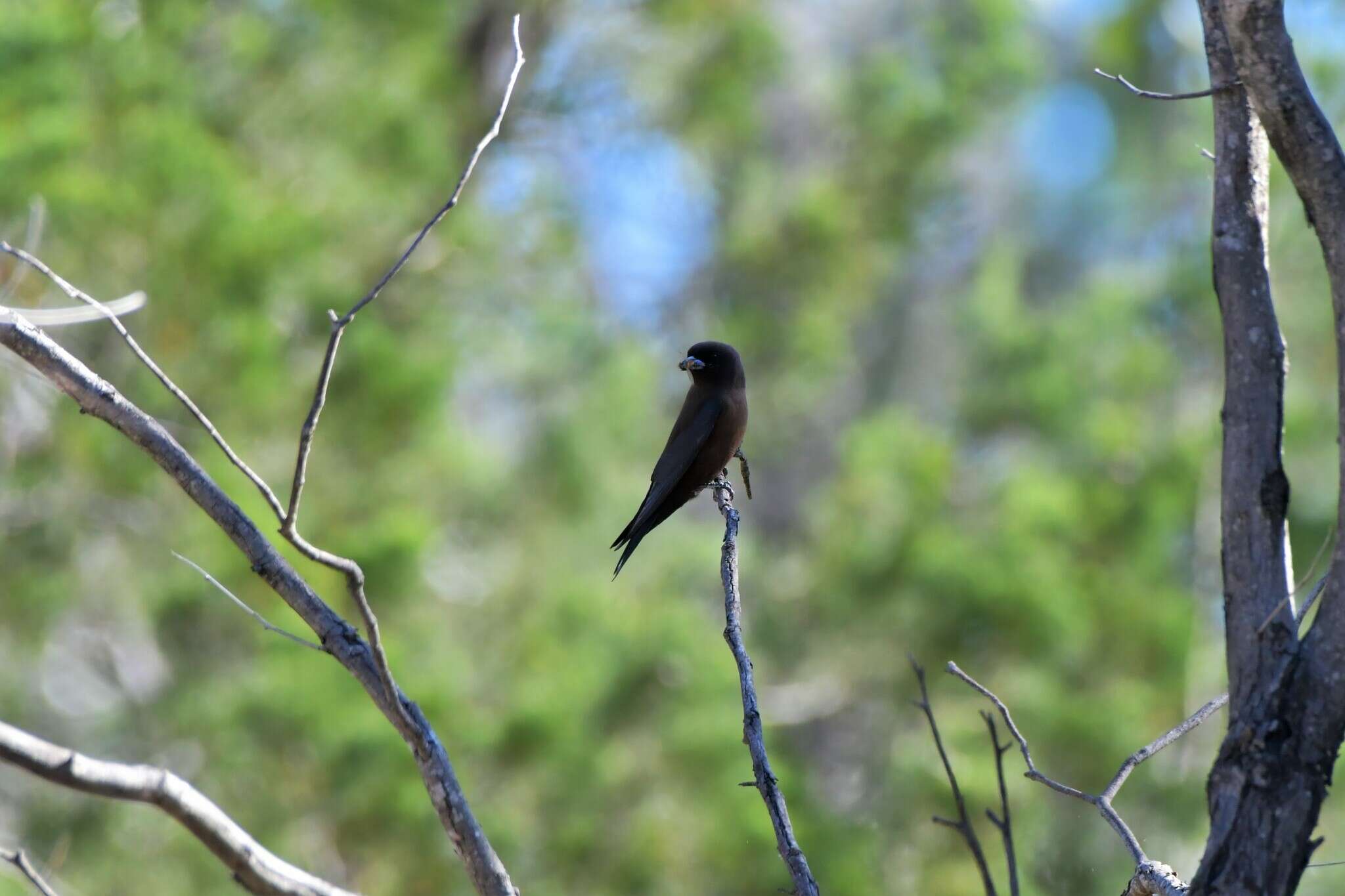 Image of Little Woodswallow