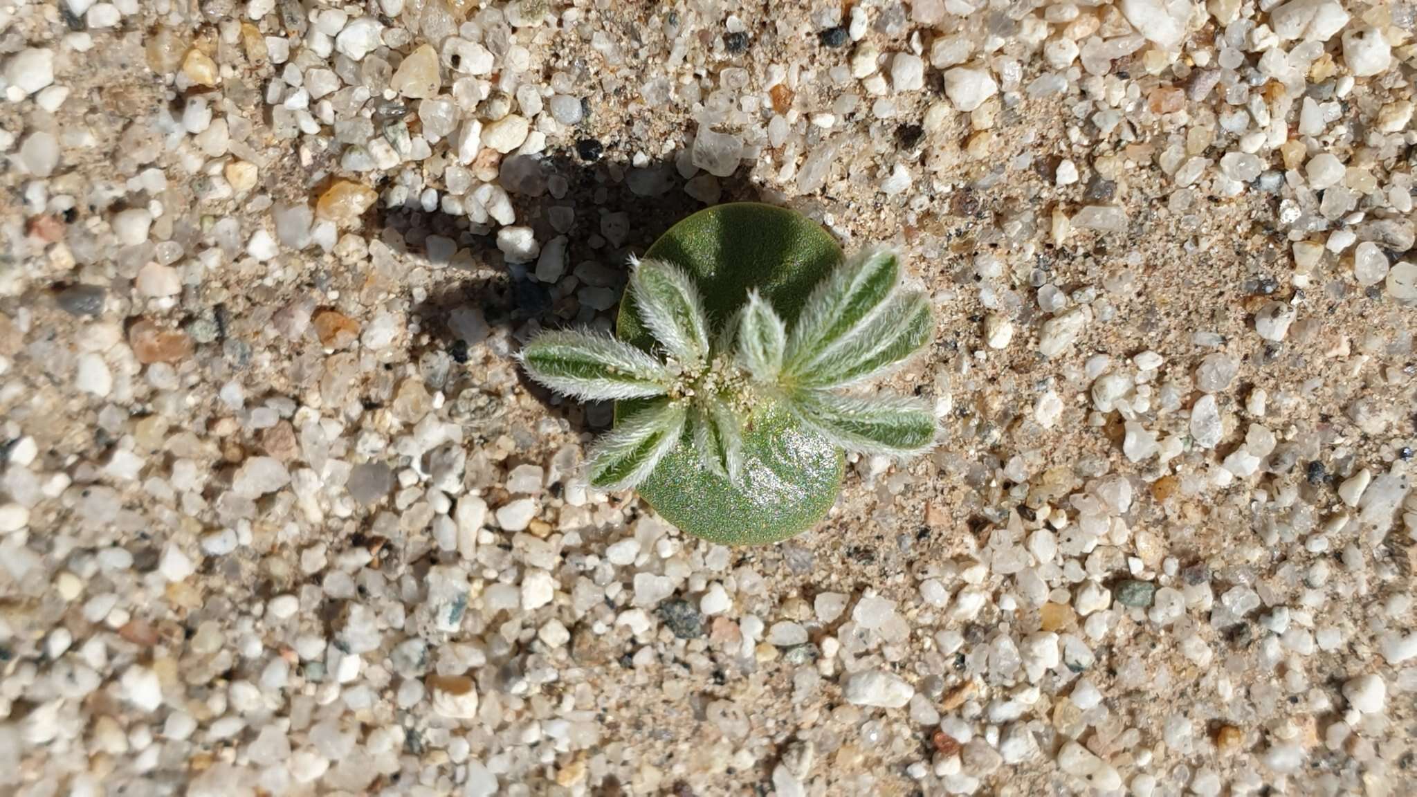 Image of purple desert lupine