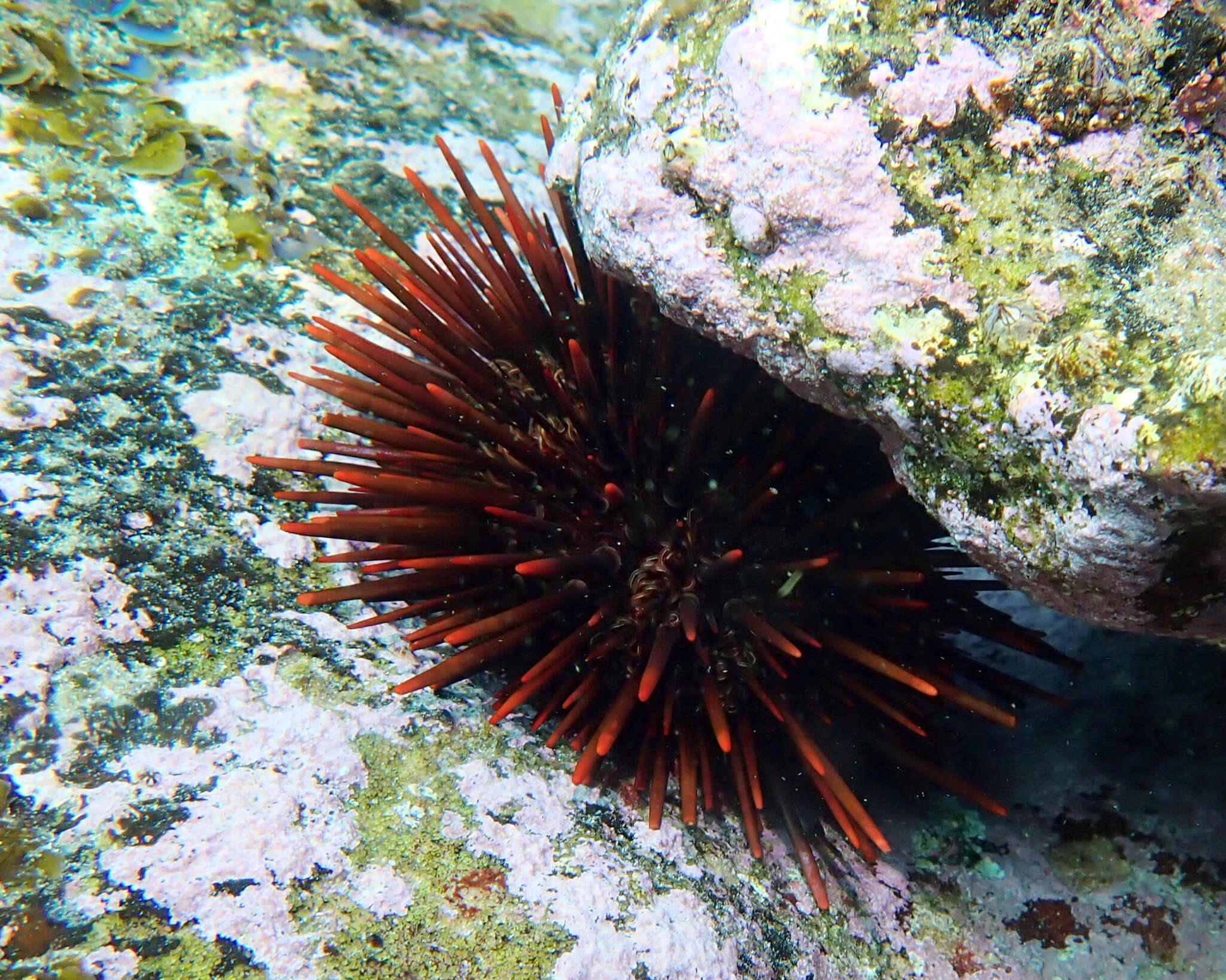 Image of Heliocidaris tuberculata (Lamarck 1816)