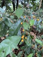 Image of Ficus heteropleura Bl.