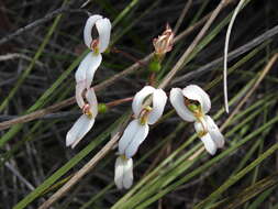 Image of Stylidium schoenoides DC.