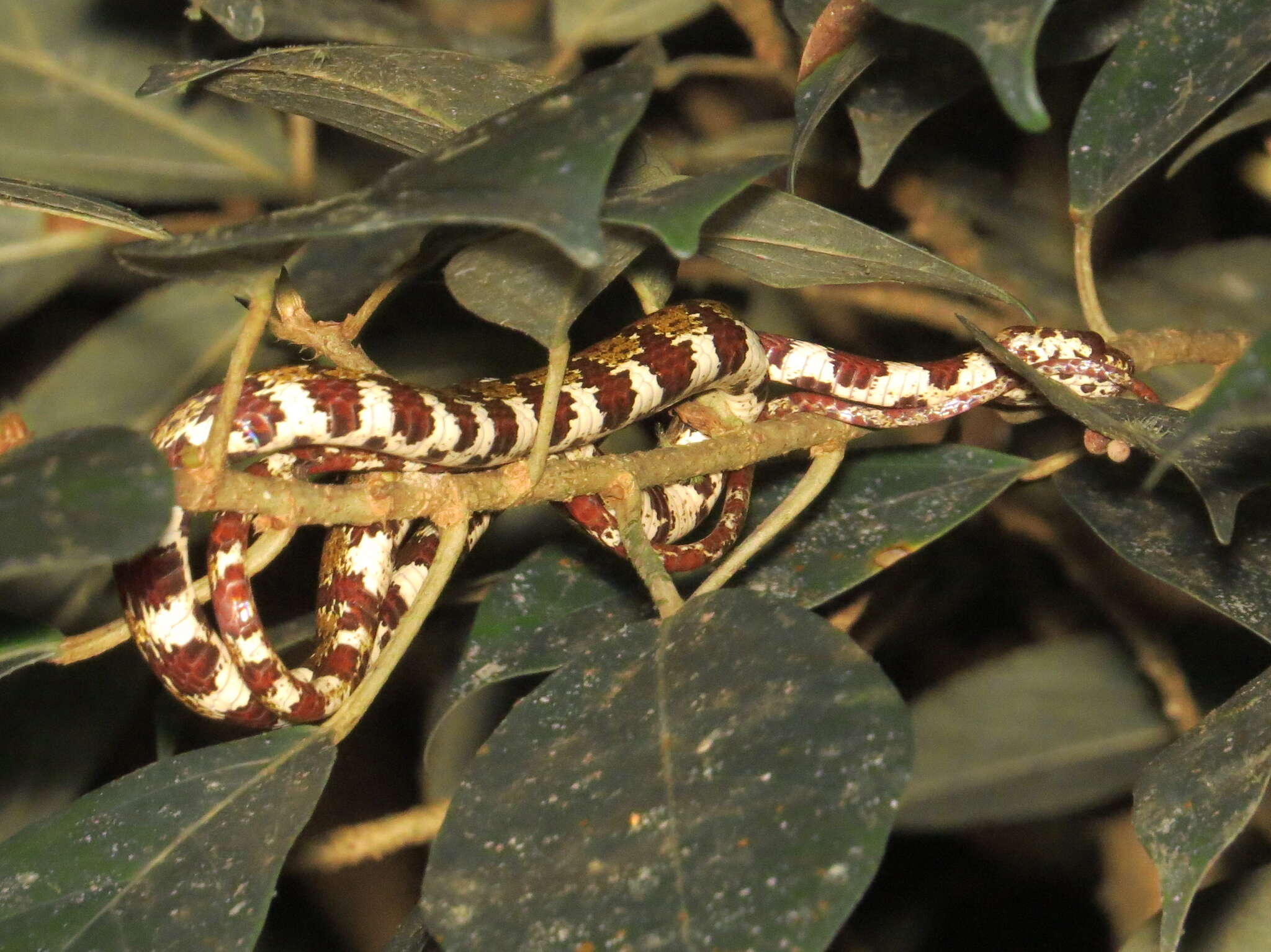 Image of Ringed Snail Sucker