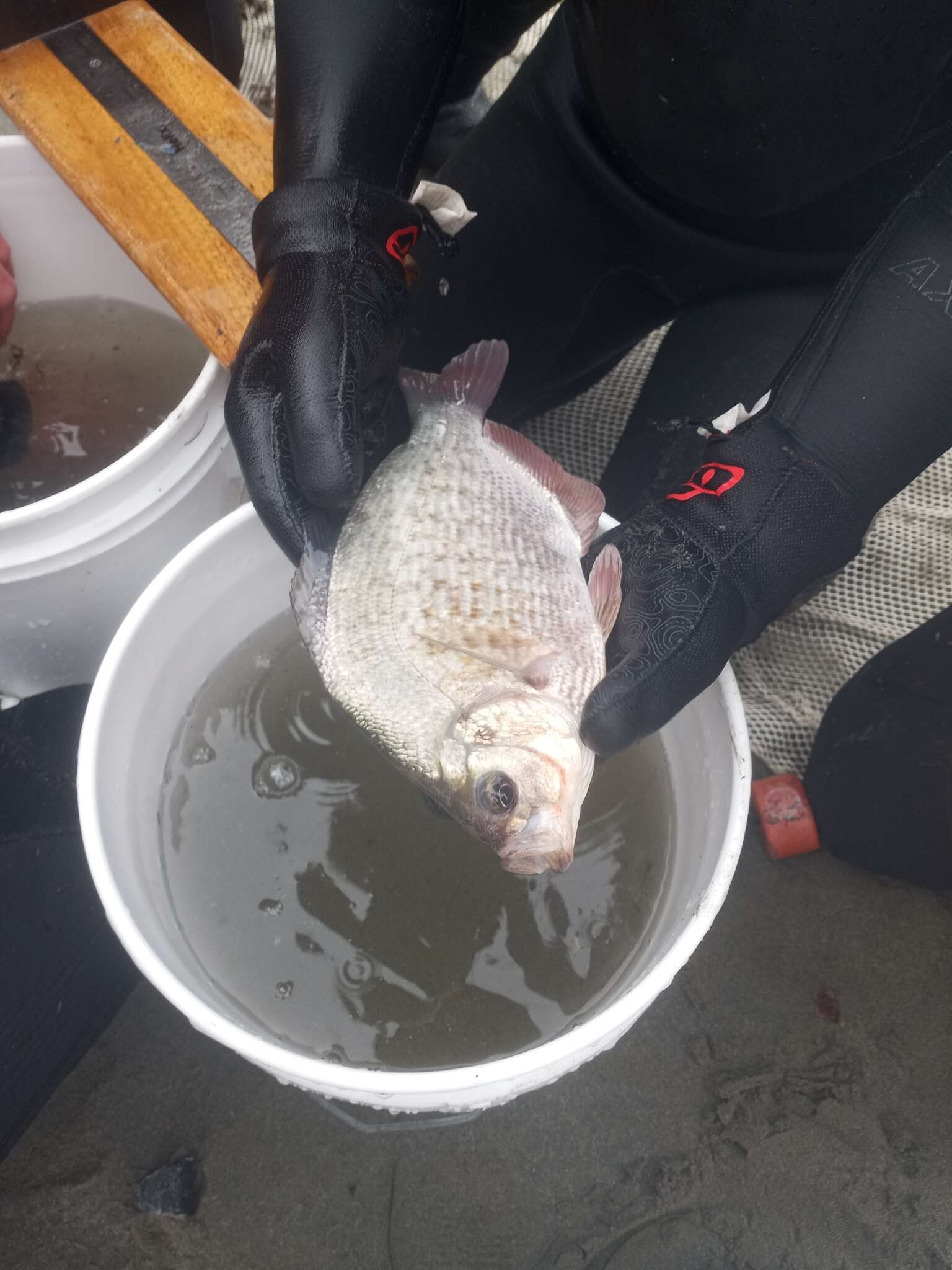 Image of Calico Surfperch