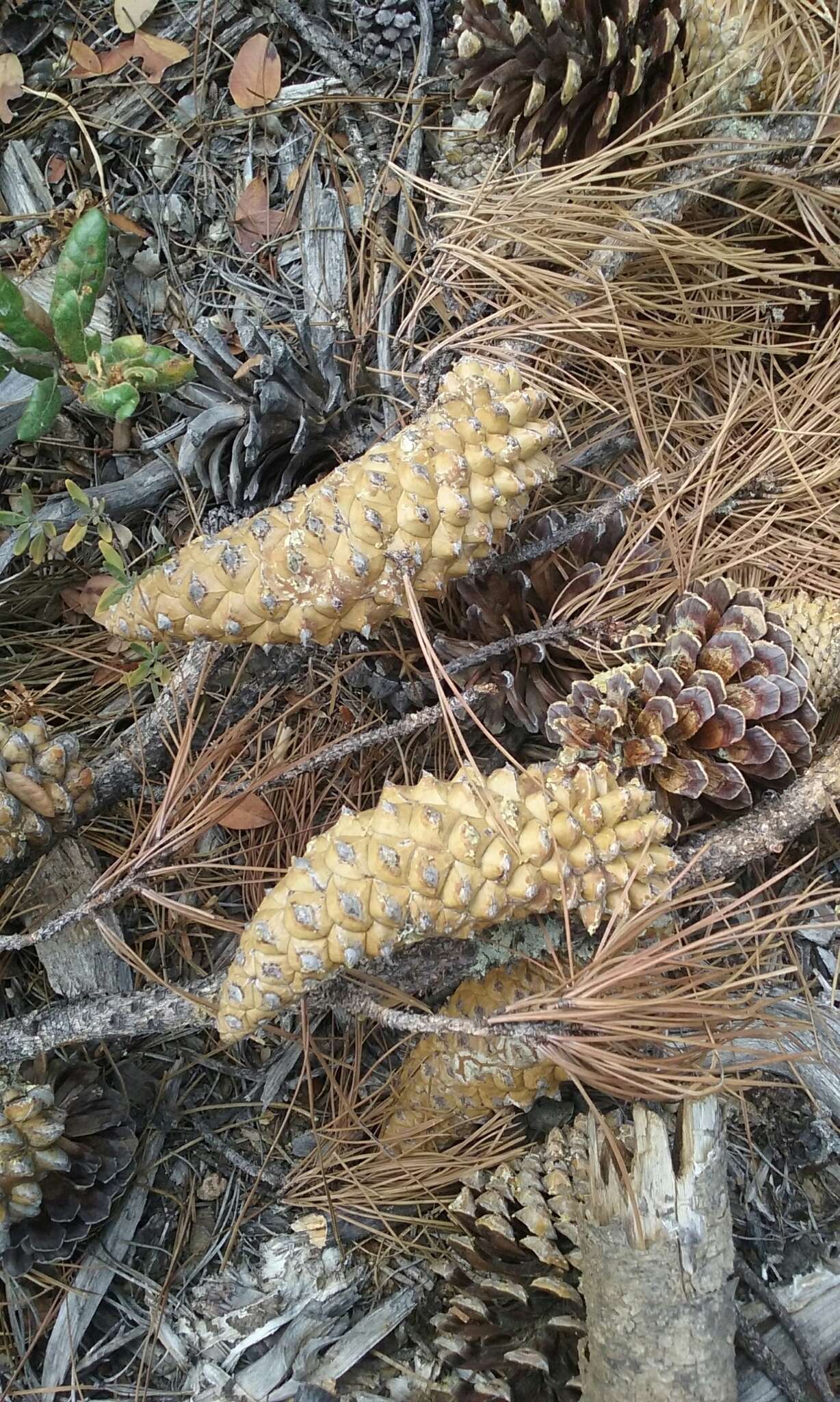 Image of knobcone pine