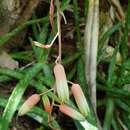 Sivun Aloe gautieri J.-P. Castillon & Nusb. kuva