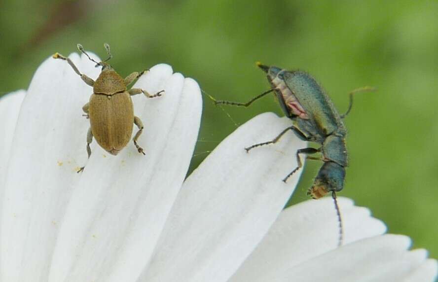 Image of Sibinia viscariae (Linnaeus & C. 1760)