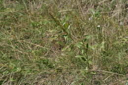 Plancia ëd Solidago pallida (Porter) Rydb.