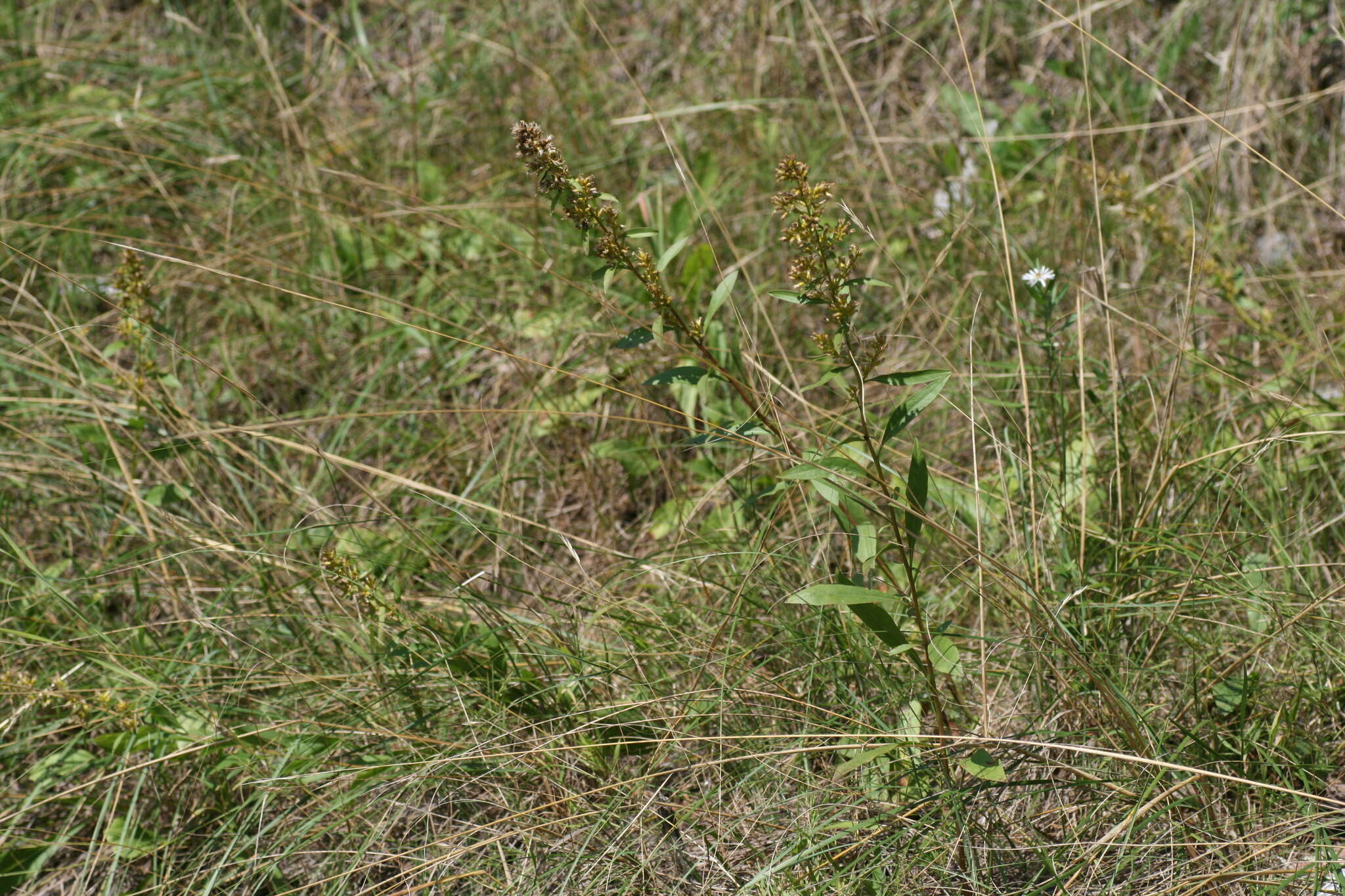 Plancia ëd Solidago pallida (Porter) Rydb.