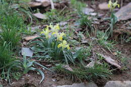 Image of Iris maracandica (Vved.) Wendelbo