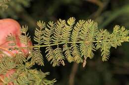 Image of Common albizia