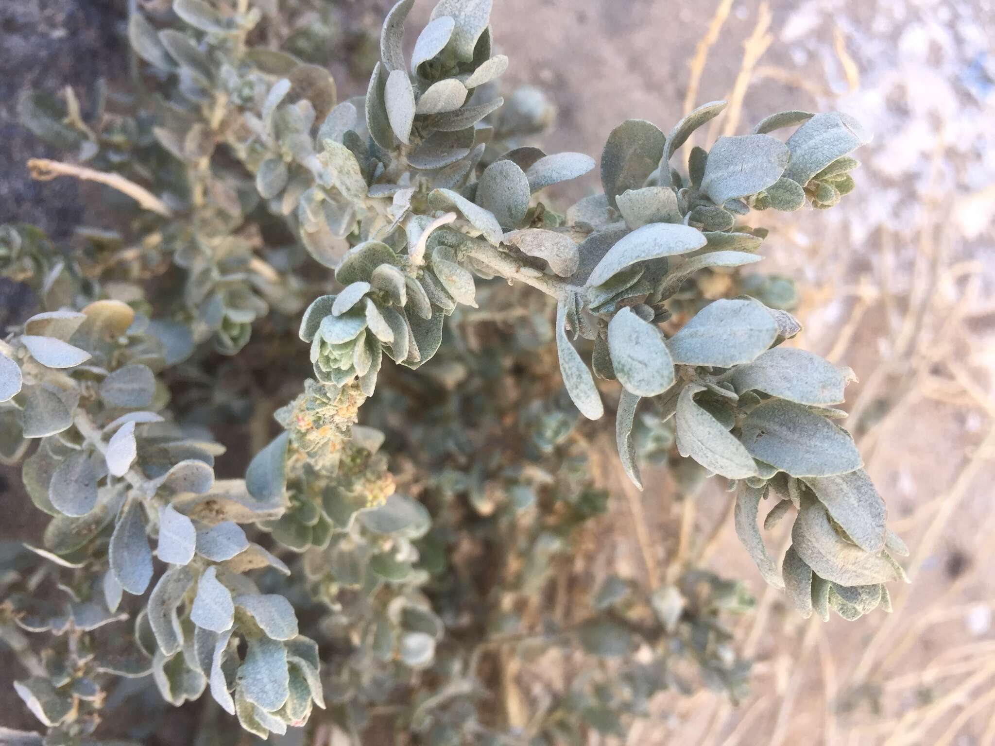 Image of saltbush