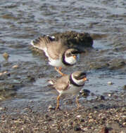 Image of Semipalmated Plover