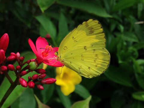 Image of Eurema hecabe (Linnaeus 1758)