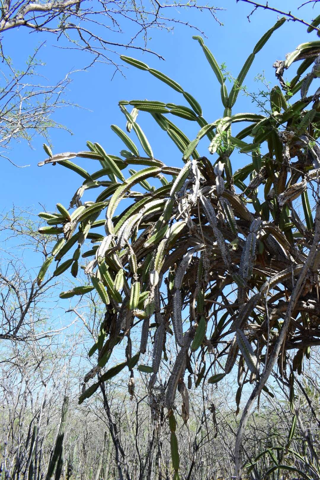 Image of Leptocereus paniculatus (Lam.) D. R. Hunt