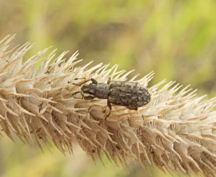 Sitona cylindricollis Fahraeus 1840 resmi