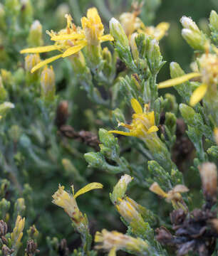 Image of California goldenbush