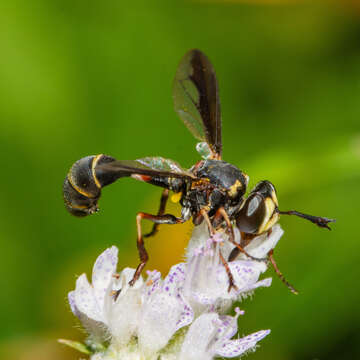 Image of Physocephala marginata (Say 1823)