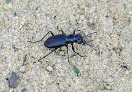 Image of Autumn Tiger Beetle