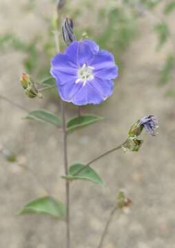 Image of Jacquemontia smithii Robinson & Greenm.