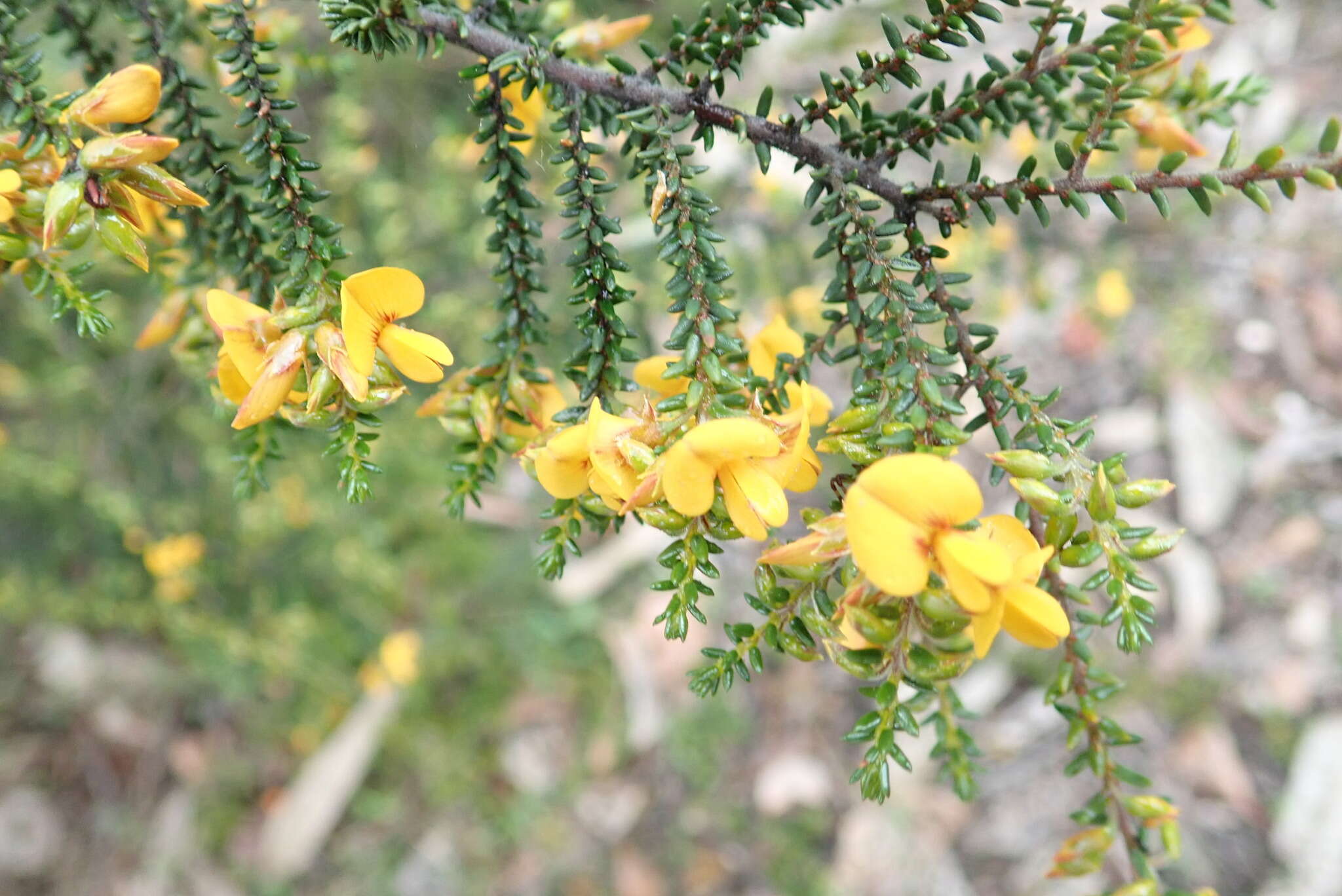 Image of Pultenaea graveolens Tate