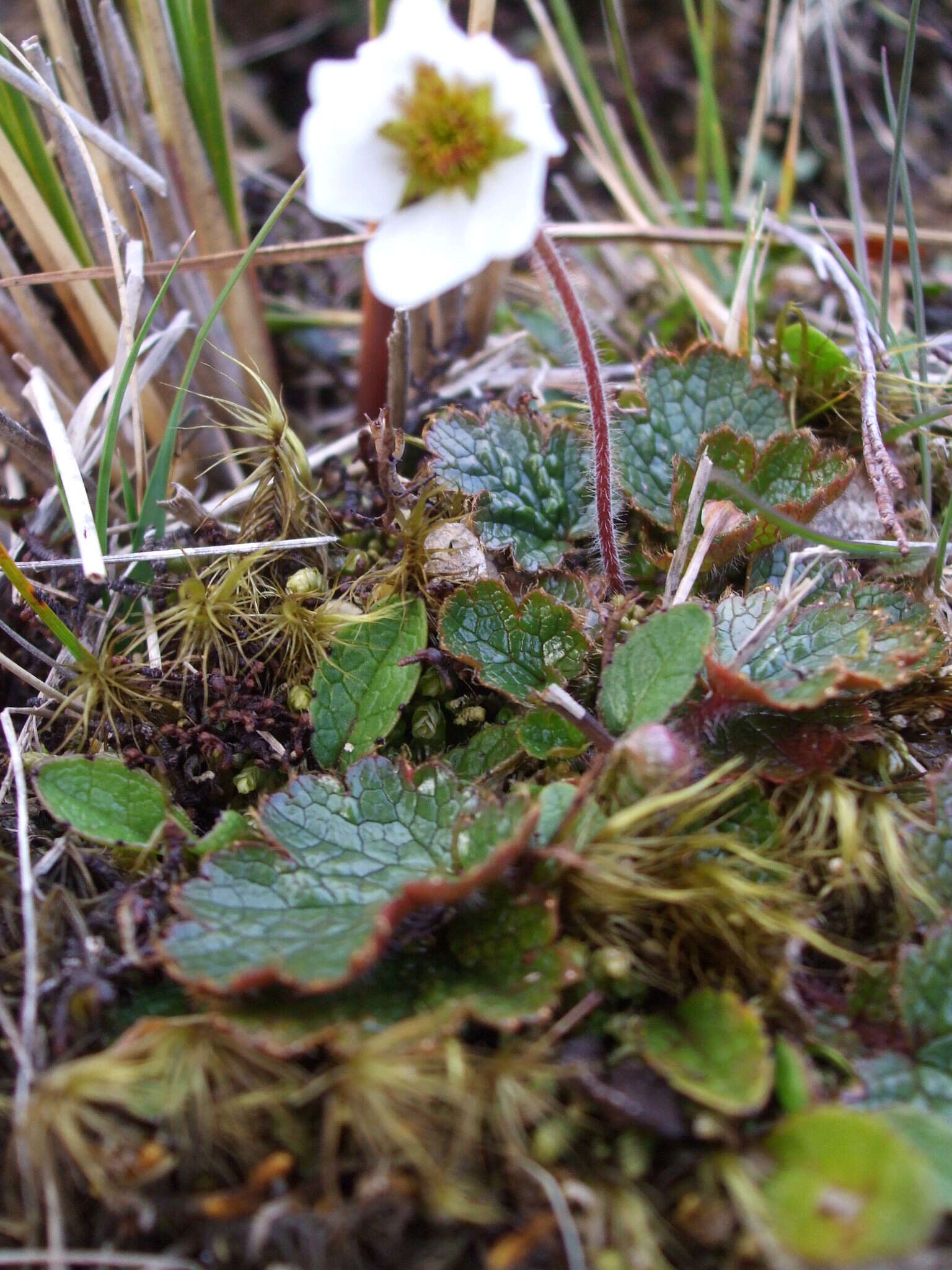 Image of Geum uniflorum J. Buch.