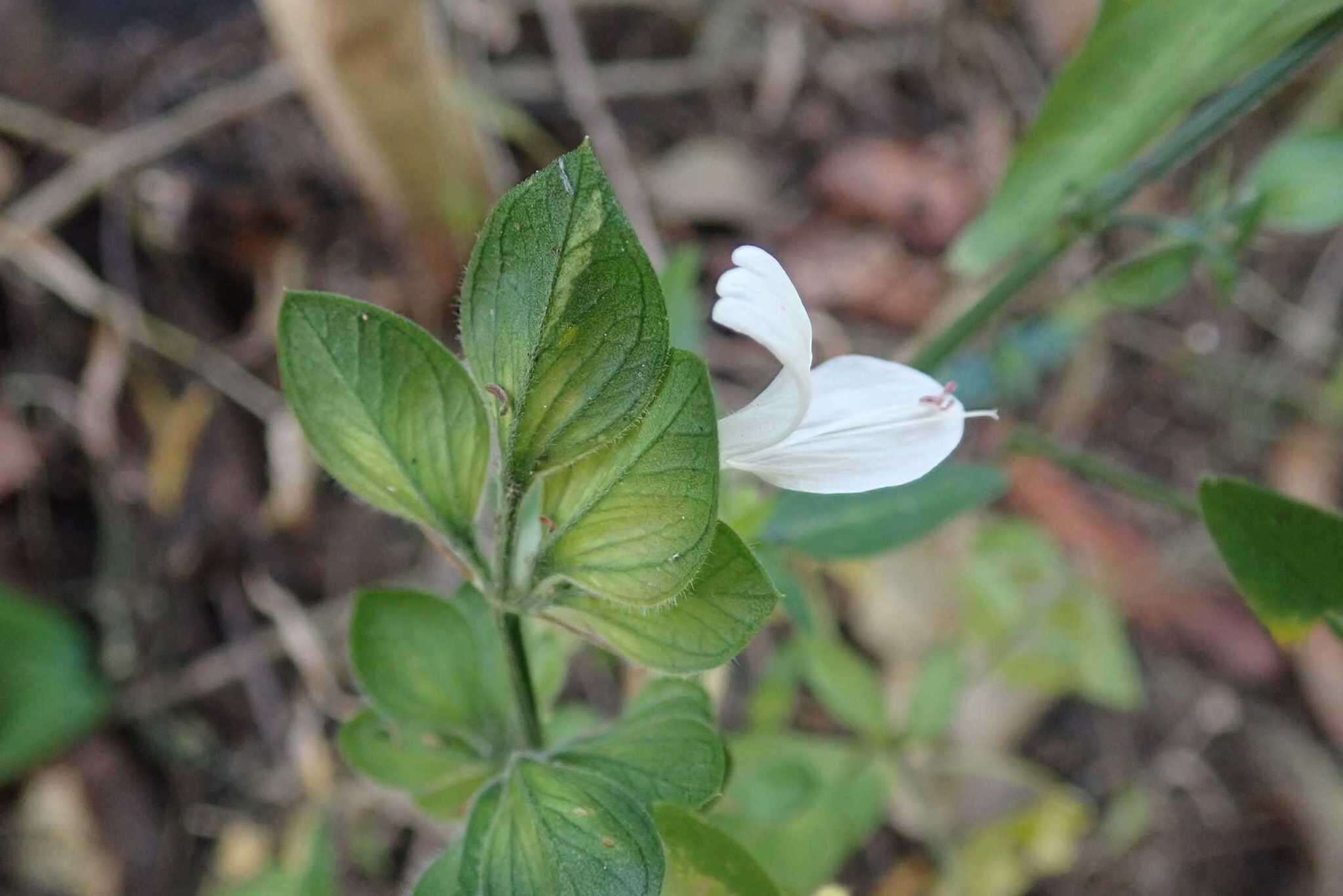 Image of Dicliptera extenta S. Moore