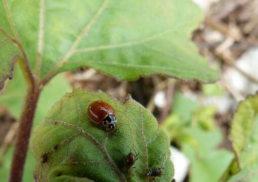 Image of Spotless Lady Beetles