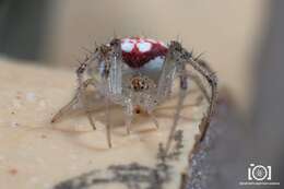 Imagem de Araneus guttulatus (Walckenaer 1841)