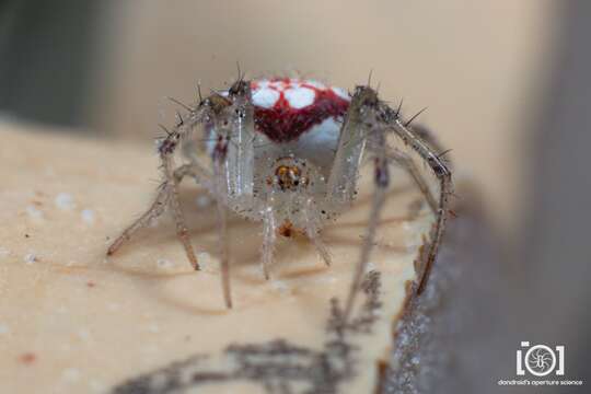 Image of Araneus guttulatus (Walckenaer 1841)