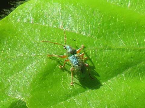 Plancia ëd Phyllobius (Dieletus) argentatus Linnaeus 1758