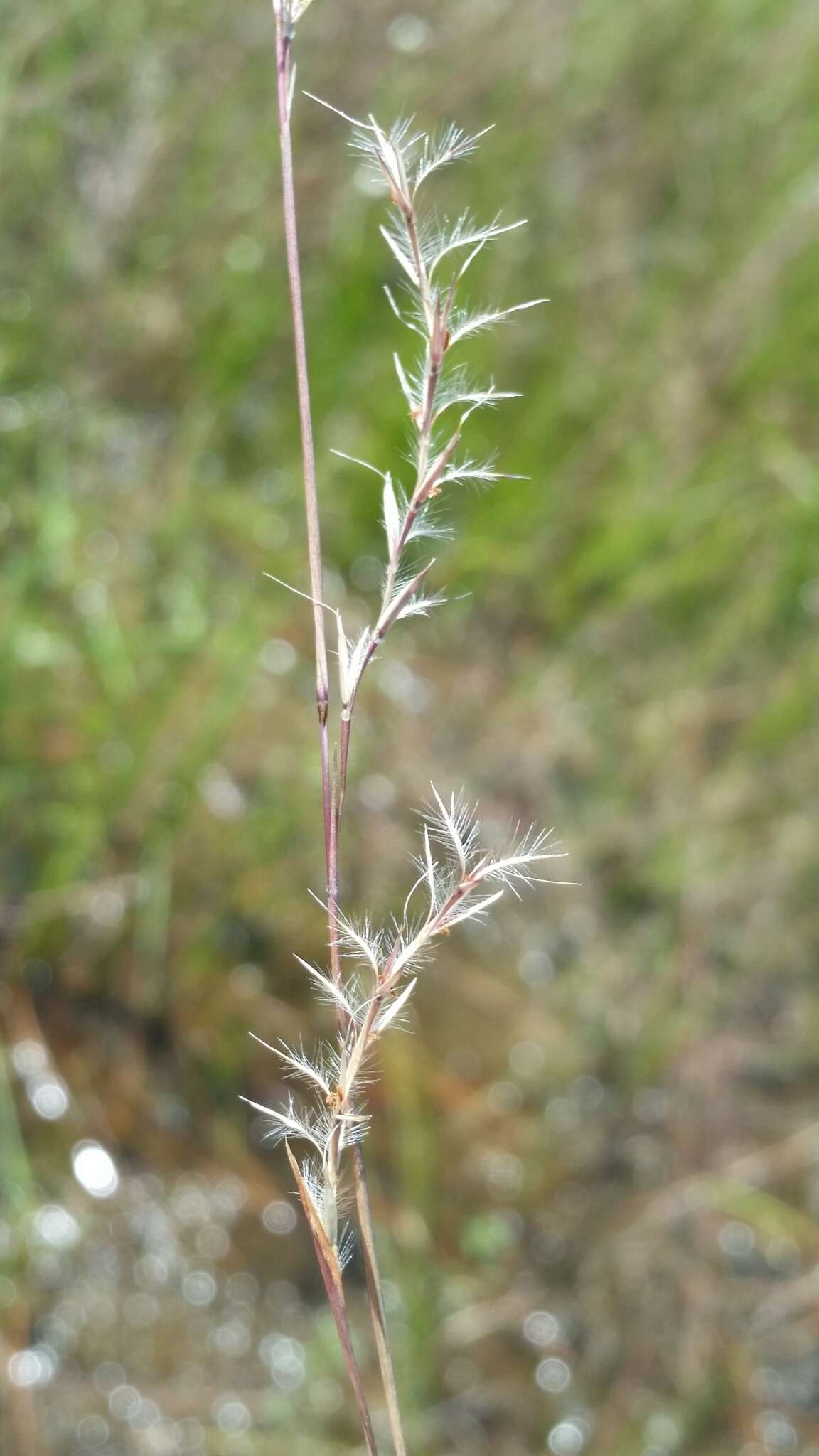 Image de Schizachyrium rhizomatum (Swallen) Gould