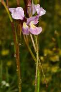 Image of Purple donkey orchid