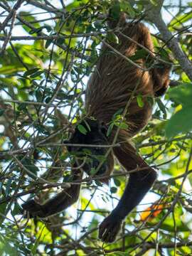 Image of Maranhão Red-handed Howler Monkey