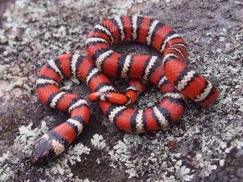 Image of California Mountain Kingsnake