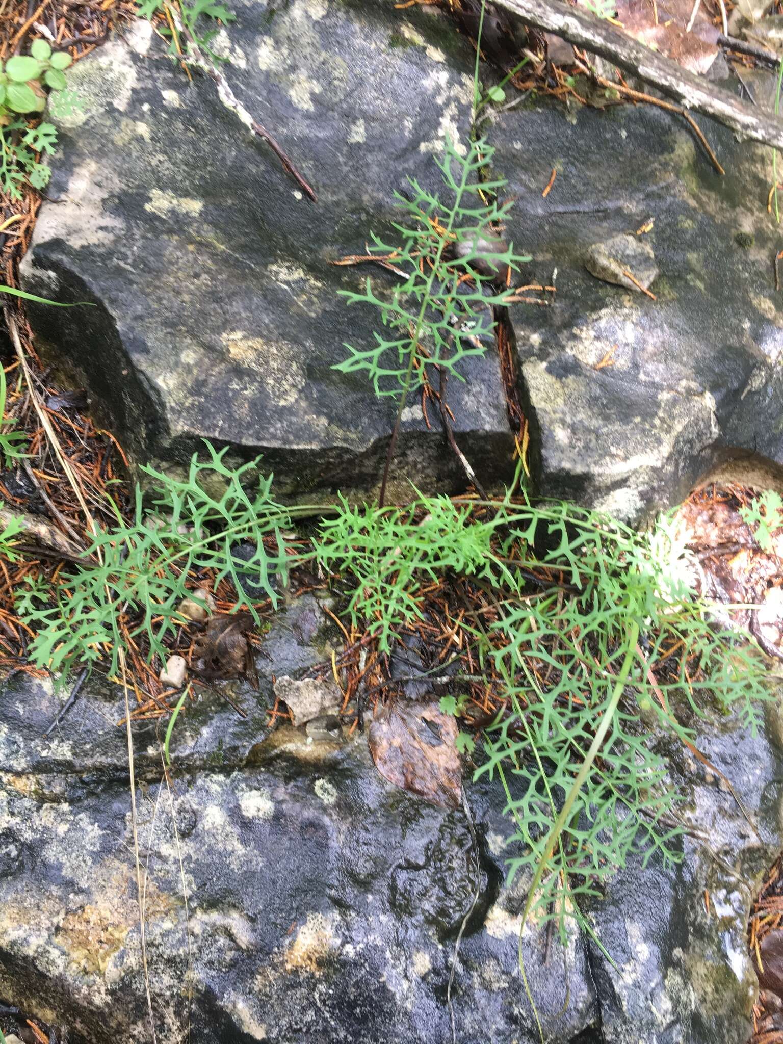 Image of Packera millefolia (T. & G.) W. A. Weber & Á. Löve