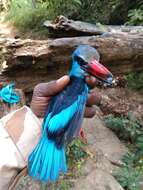 Image of Blue-breasted Kingfisher