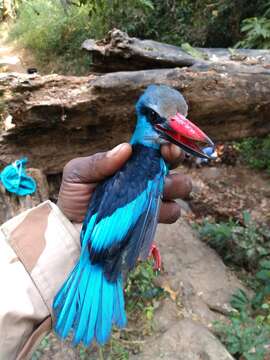 Image of Blue-breasted Kingfisher