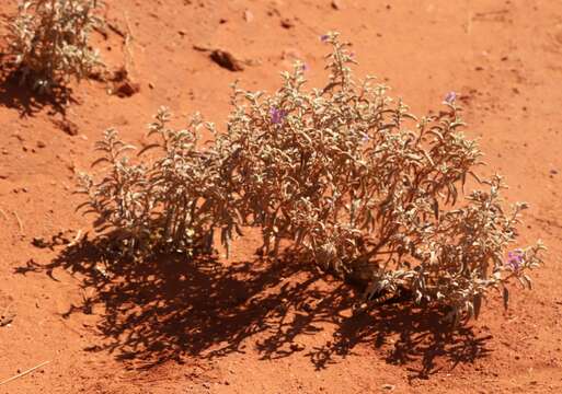 Image of Solanum coactiliferum J. M. Black