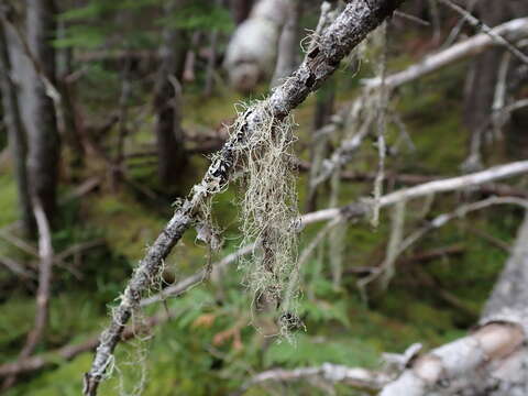 Image of Angel's hair