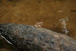 Image of Ivohimanita Madagascar Frog