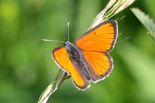 Image of <i>Lycaena hippothoe eurydame</i>