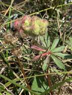 Imagem de Sidalcea calycosa M. Jones